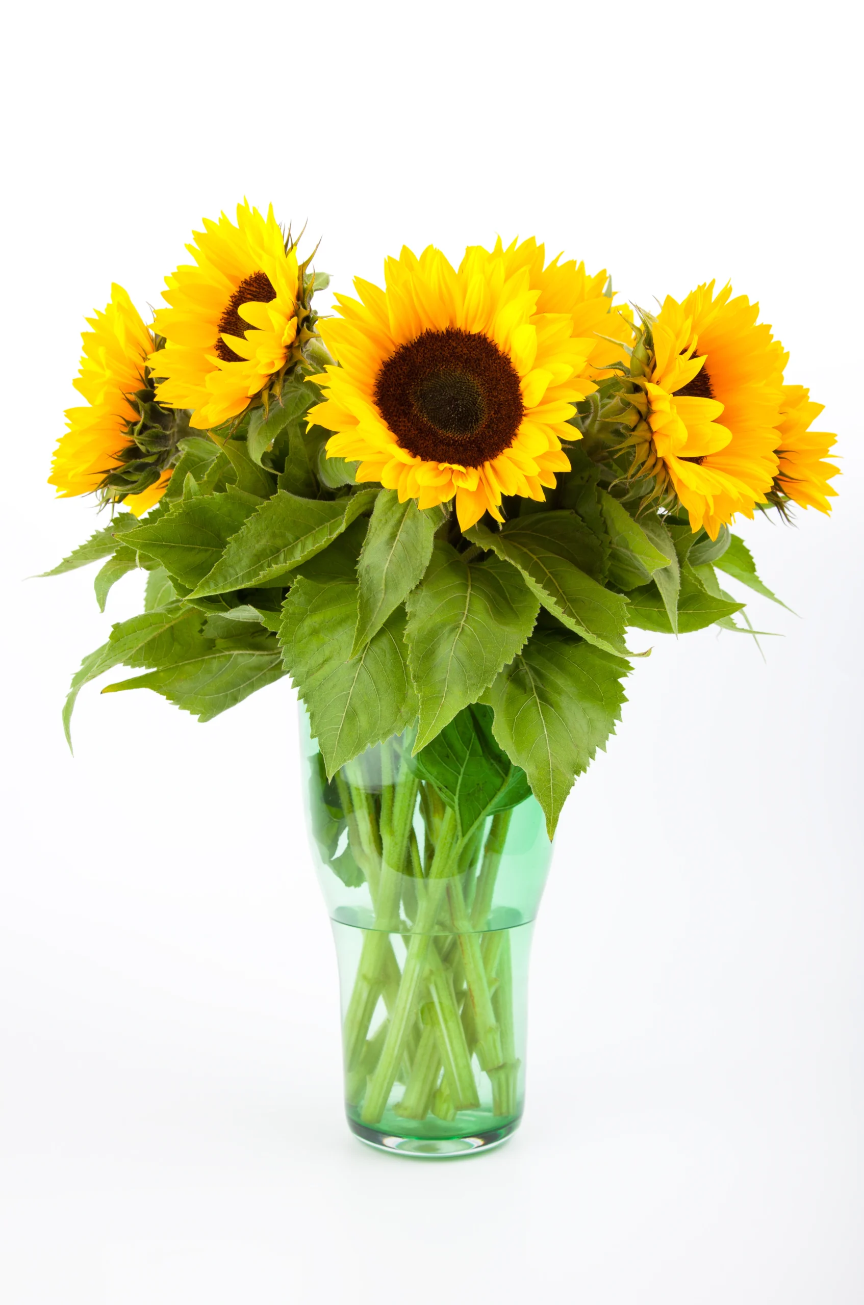 Mazzo di 6 girasoli