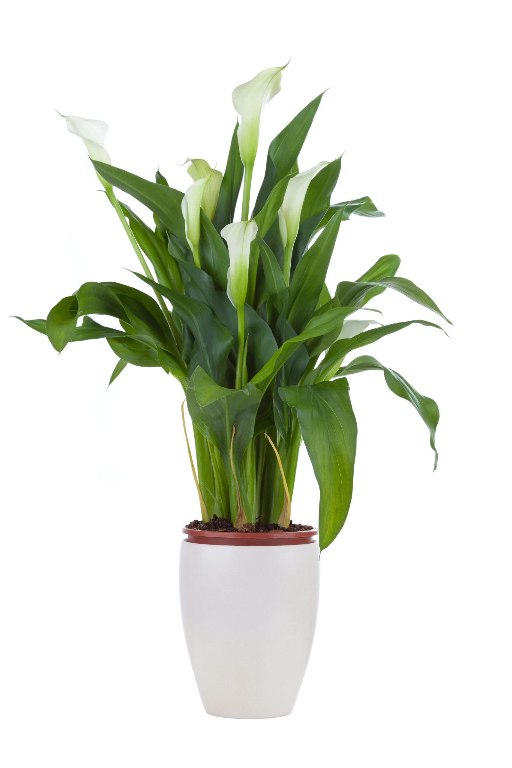 Pianta di calle (Zantedeschia) in vaso con fiori a calice