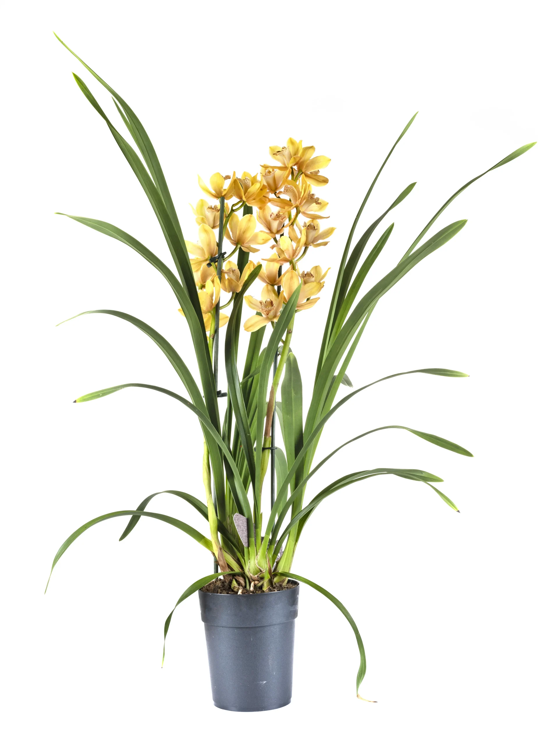 Orchidea Cymbidium in vaso con fiori