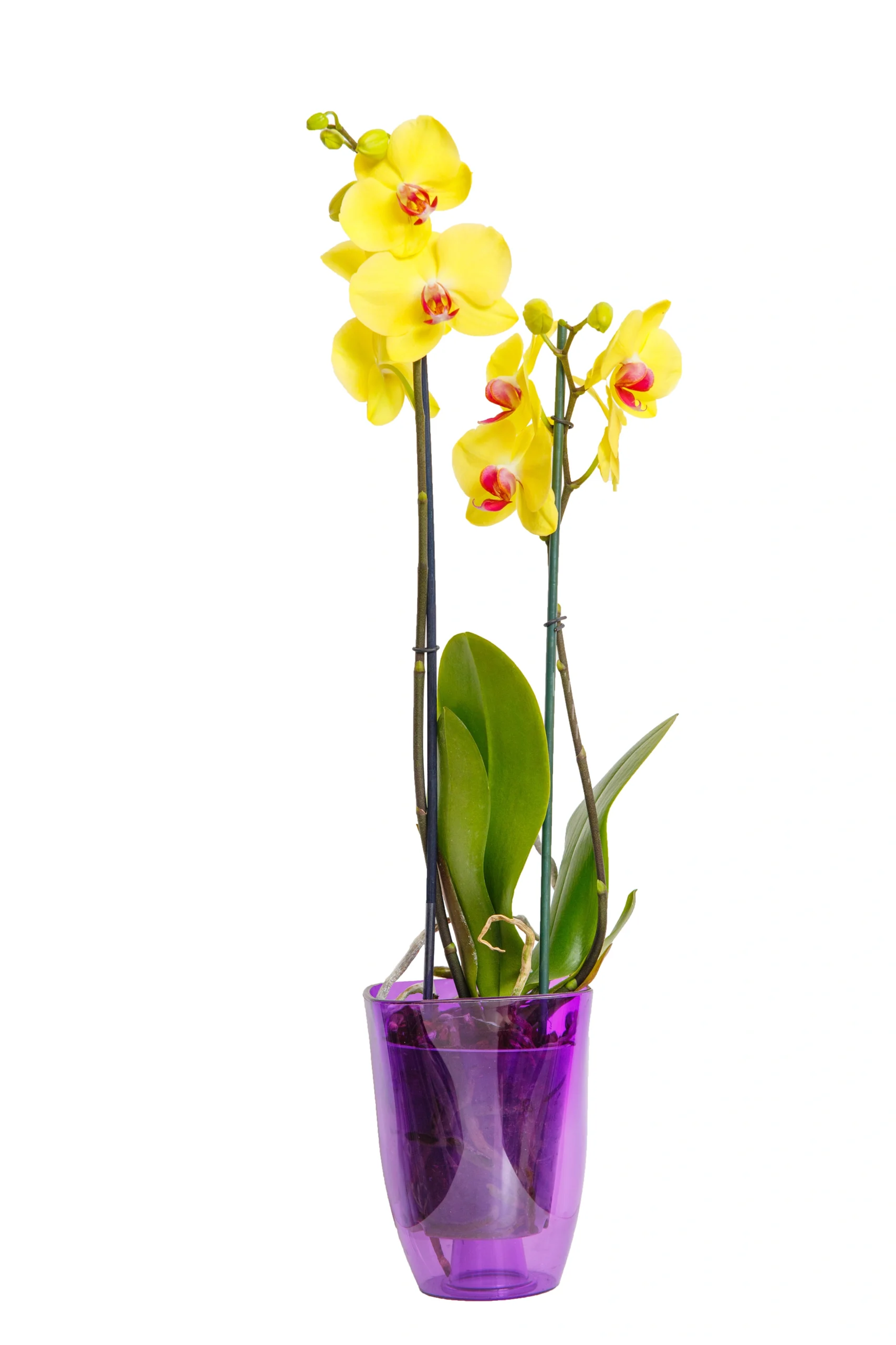 Orchidea Phalaenopsis gialla a 2 rami in vaso