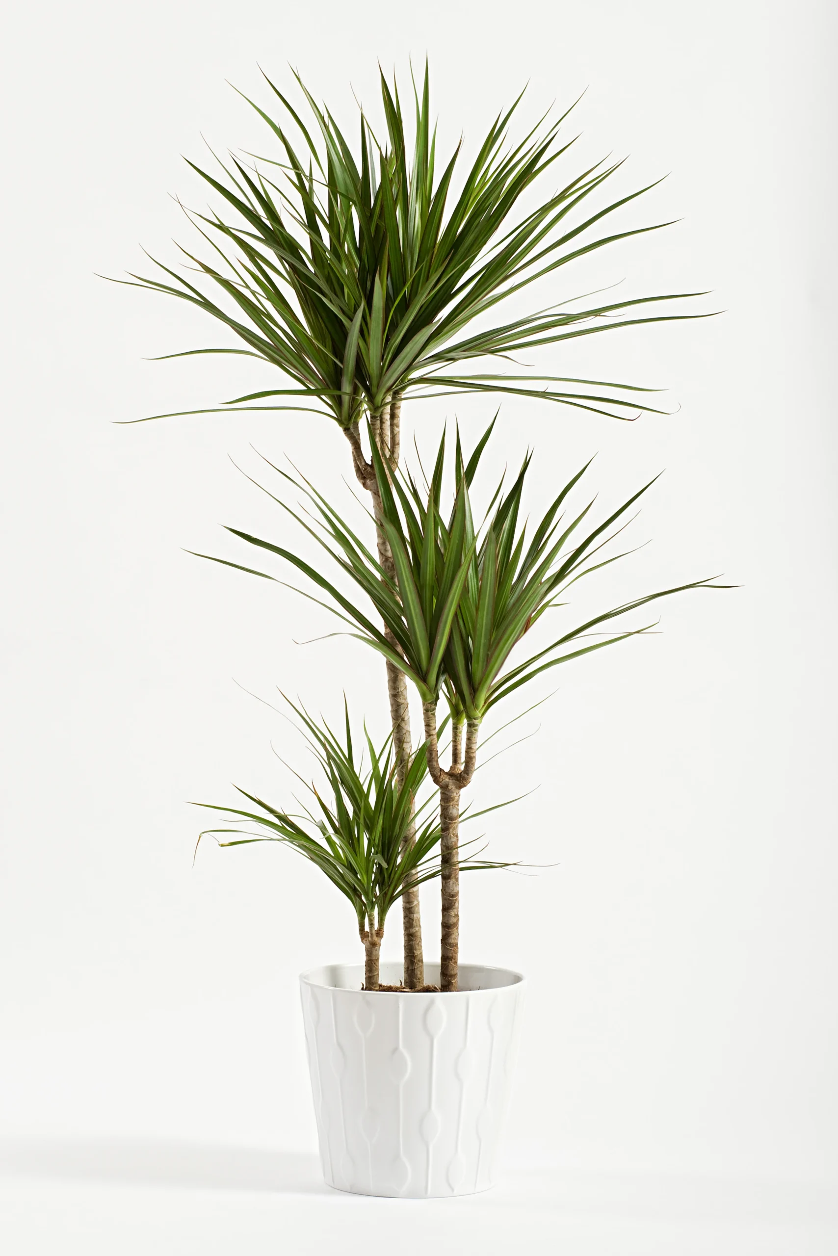 Pianta di dracena da interno con foglie lunghe e decorative