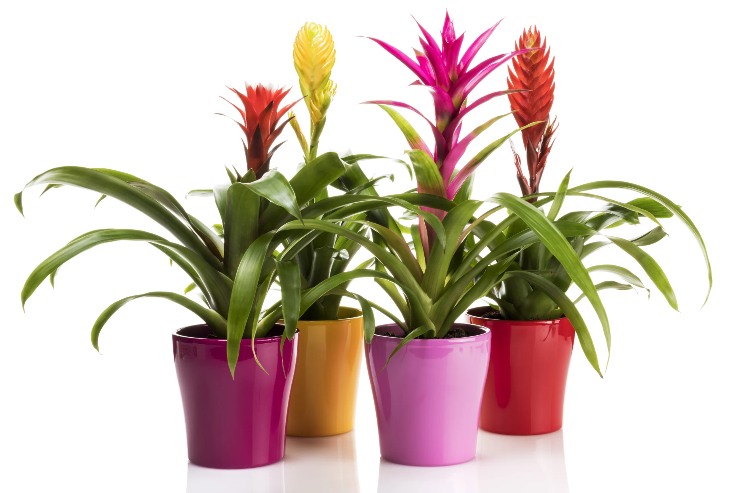Pianta di Guzmania da interno con infiorescenza colorata (bromelia)